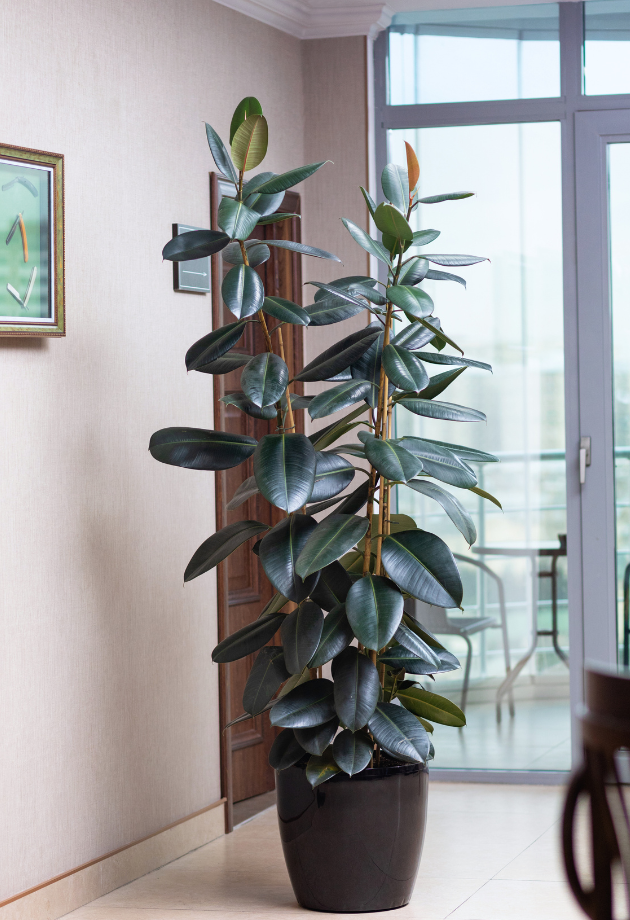  Rubber Plant (Ficus elastica)